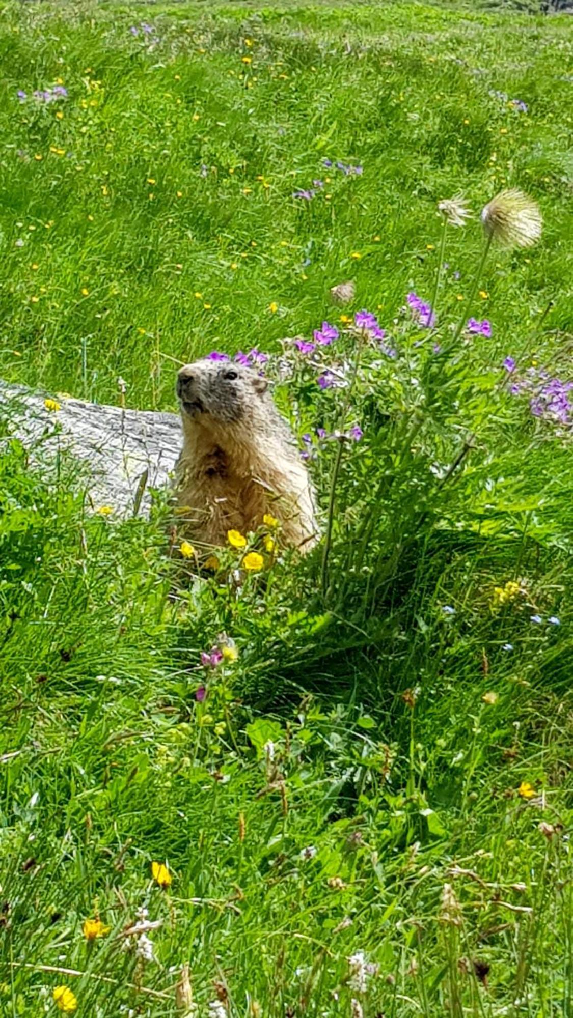 Aux Portes Du Parc National De La Vanoise Appartement Termignon Val Cenis Avec Wifi Bagian luar foto